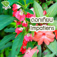 เมล็ดดอกไม้ ? ? ? ดอกเทียน Impatiens   (คละสี)  50  เมล็ด?