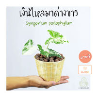 Treeno.9  T23 เงินไหลมาด่างขาว (ล๊อตใหม่ 1-3 ใบ)  Syngonium Podophyllum สูง 15-25 ซม.  กระถาง 4 นิ้ว ไม้ประดับมงคล ใบสวยด่าง ช่วยเสริมโชคลาภ