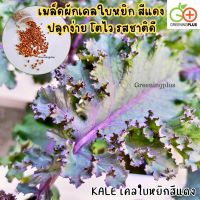 KALE เคลใบหยิกสีแดง 30 เมล็ด./ซอง