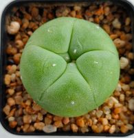 กระบองเพชร Lophophora diffusa โลโฟ ดิฟฟูซ่า ผิวเนียนสวย