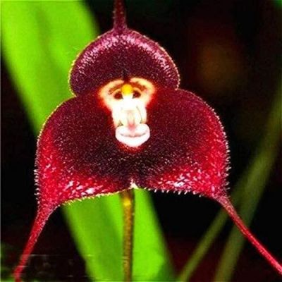 20 เมล็ดพันธุ์ Bonsai เมล็ดกล้วยไม้ กล้วยไม้ Orchid flower Seed อัตราการงอกของเมล็ด 80-85%