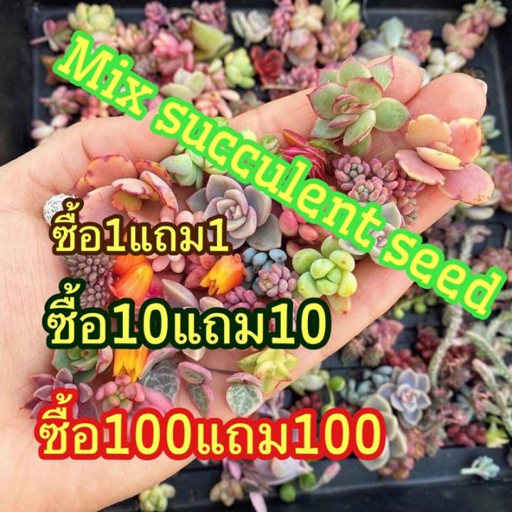 สุดคุ้ม-ซื้อ1แถม1-mix-succulent-seed-ราคาถูก-พรรณ-ไม้-น้ำ-พรรณ-ไม้-ทุก-ชนิด-พรรณ-ไม้-น้ำ-สวยงาม-พรรณ-ไม้-มงคล