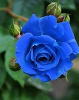 เมล็ดพันธุ์ กุหลาบ 30 เมล็ด สีฟ้า-ชมพู Rose Seeds ดอกใหญ่ นำเข้าจากต่างประเทศ พร้อมคู่มือ เมล็ดสด ใหม่
