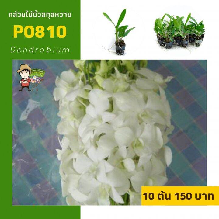 โปรโมชั่น-กล้วยไม้นิ้วสกุลหวาย-dendrobium-p0-ราคาดี-ต้นไม้-ฟอก-อากาศ-กระถาง-ต้นไม้-ไม้-ประดับ-ต้นไม้-ปลูก-ใน-บ้าน