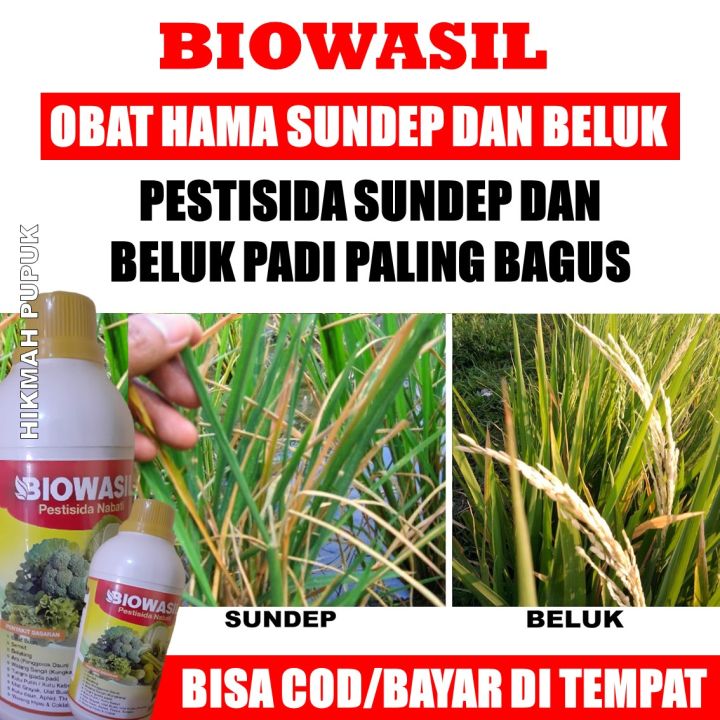 Pestisida Organik Murah Isi 500 Ml Biowasil Pupuk Semprot Sundep Beluk Pada Tanaman Padi 4035