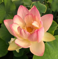 5 เมล็ดพันธุ์ บัว สายพันธุ์ BEAUTIFUL DANCER LOTUS สีชมพู-ส้ม เพาะปลูกและเก็บเมล็ดในไทย ขยายพันธุ์ในไทยได้ สายพันธุ์นิยมปลูกในอเมริกา