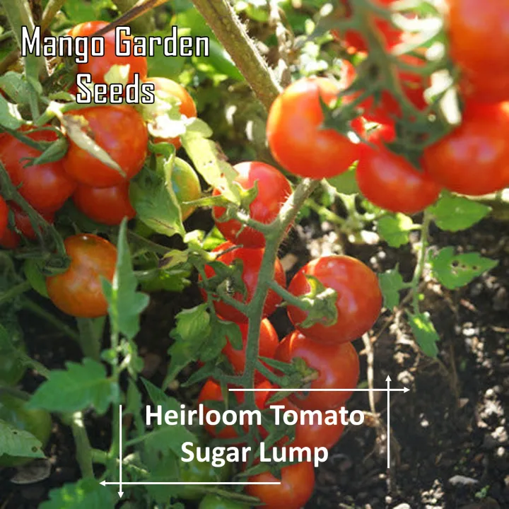 Heirloom Sugar Lump Tomato Seeds 5 Seed *Pot Friendly* Tanam Pasu
