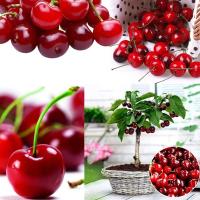 พร้อมสต็อกประเทศไทย 20Pcs Delicious Cherry Seeds Garden Organic Bonsai Sweet Fruit Tree Seeds ต้นไม้มงคล ต้นไม้ประดับ พันธุ์ดอกไม้ ต้นไม้จิ๋วจริง ดอกไม้จริง ต้นไม้ฟอกอากาศ บอนไซ ผักสวนครัว flower seeds Plant