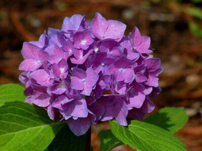 20 เมล็ด เมล็ดไฮเดรนเจีย Hydrangea Seeds สีม่วง ไฮเดรนเยียสายพันธุ์ฝรั่งเศส ของแท้ 100% อัตรางอก 70-80% มีคู่มือปลูก ปลูกในกระถางได้