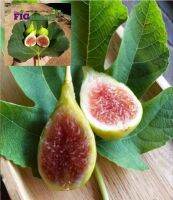 ต้นมะเดื่อพันธุ์ Red Egypt Figs Plant ขนาดกระถาง 10นิ้ว ลำต้นสูง 90-100 ซม (ทาบกิ่งพร้อมออกผล)