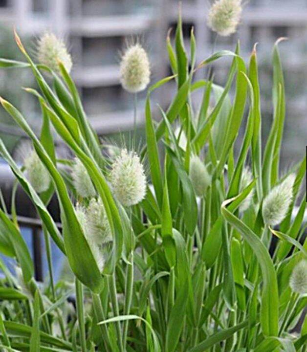 ขายส่ง-100-เมล็ด-เมล็ดหญ้าหางกระต่าย-bunny-tails-grass-เมล็ดพันธุ์นำเข้า-ต้นไม้และเมล็ดพันธุ์-เมล็ดพันธุ์พืช-หญ้าหางกระต่าย-หญ้าประดับ