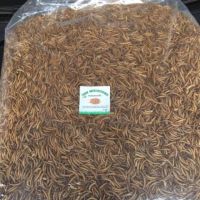 หนอนนกอบแห้ง Dried Mealworms 10 KG.