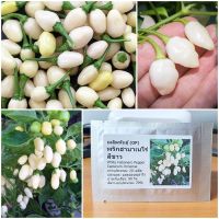 เมล็ดพันธุ์ พริกฮาบาเนโร่ สีขาว White Habanero Pepper Seed 20 เมล็ด คุณภาพดี ราคาถูก ของแท้