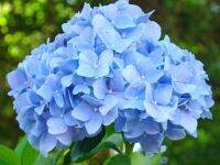 20 เมล็ด เมล็ดไฮเดรนเจีย Hydrangea Seed สีฟ้า ไฮเดรนเยียสายพันธุ์ฝรั่งเศส ของแท้ 100% อัตราการงอก 70-80% มีคู่มือปลูก