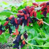 20 เมล็ดพันธุ์ เมล็ด หม่อน ลูกหม่อน หรือ มัลเบอร์รี่ เก้ซิวเอียะ Mulberry Seed อัตราการงอก 80-85% Seeds