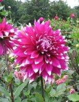 1 หัว/ออเดอร์ รักเร่ Dahlia สายพันธุ์ Englands Glory หัวรักเร่ ดอกไม้ หัวหน่อ เหง้า นำเข้า เนเธอร์แลน หัวสดใหม่