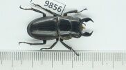 bọ cánh cứng , côn trùng lucanus.lucanide tại miền bắc việt nam 9856