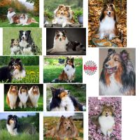 bjh◎✕  5D Painting Sheepdog sheltie Full square diamond Embroidery pet dog 3d picture rhinestone painting home