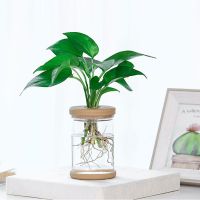 Transparent Hydroponic Flower Pot Imitation Glass Soilless Planting Potted Green Plant Resin Flower Pot Home Vase Decoration