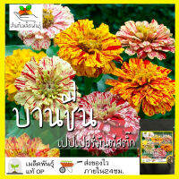 เมล็ดพันธุ์ ดอกบานชื่นเปปเปอร์มินท์สติ๊กคละสี 40 เมล็ด Mixed Peppermint Stick Zinnia เมล็ดพันธุ์แท้ นำเข้าจากต่างประเทศ