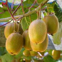 เมล็ดกีวี(เขียว) Kiwifruit (100เมล็ด)