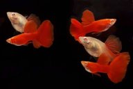 1 cặp full red gen trống+ mái cá 7 màu dễ nuôi, nuôi không cần oxi thumbnail