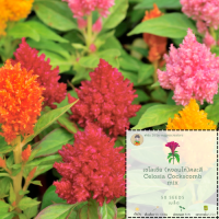 เมล็ดดอกเซโลเซียคละสี Mixed Celosia seed