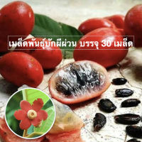 เมล็ดพันธุ์นมควาย บักผีผ่วน บรรจุ 30 เมล็ด เปรี้ยวอมหวาน หายาก