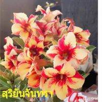 10 เมล็ด เมล็ดพันธุ์ ชวนชม สายพันธุ์ไต้หวัน ดอกสีส้ม Adenium Seeds กุหลาบทะเลทราย Desert Rose ราชินีบอนไซ อัตรางอก 80-90% มีคู่มือปลูก