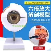 Authentic high-end professional medical anatomy of the human eye model eye anatomy features of ophthalmology