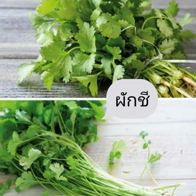 เมล็ดผักชี-100-เมล็ด-ซื้อ10แถม1-คละได้