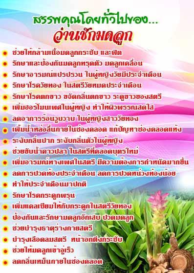 1-กิโลกรัม-ว่านชักมดลูก-temulawak-หัวสด-ใช้ปลูกได้-ใช้ทานได้-curcuma-comosa-roxb-ชื่ออื่นๆ-ว่า-ว่านชักมดลูกตัวเมีย-ว่านทรหด-ว่านหำหด