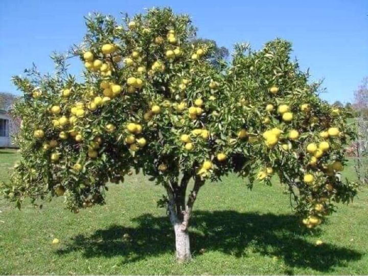 ต้นส้มโออิตาลี-ของแท้-1000-ต้นแข็งแรง-ระหว่างขนส่งสินค้าเสียหาย-ทางร้านรับผิดชอบทุกรณีจ้า