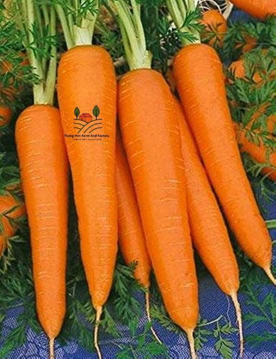แครอท-แครอทชินคูโรดะ-shin-kuroda-carrot-seed-เมล็ดพันธุ์แครอท-บรรจุ-50-เมล็ด-10-บาท