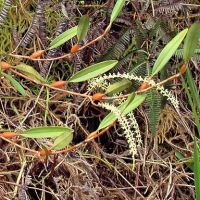 เอื้องเถาไม้ต้น เอื้องรวงข้าว Dendrochilum pallidiflavens สีขาว