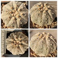 แอ​สโตร​ไ​ฟตั้​ม​วี​คมจัดๆ คับ ให้ดอกแล้ว #แคสตัส castus​ astrophytum แอสโตร แอสโตร​ไ​ฟตั้​ม แอสโตรไฟตัม แอสโตรวี super​