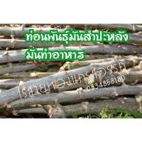 HOT** ท่อนพันธุ์มันสำปะหลังทำอาหารเพื่อปลูก 10ท่อน ยาว 25ซม. ส่งด่วน พรรณ ไม้ น้ำ พรรณ ไม้ ทุก ชนิด พรรณ ไม้ น้ำ สวยงาม พรรณ ไม้ มงคล