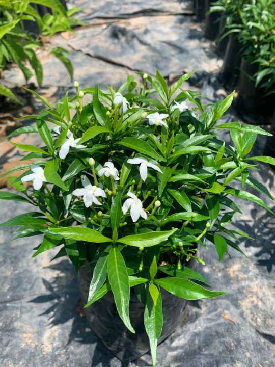 พุดศุภโชค-พุดศรีลังกา-หรือพุดแคระ-gardenia-jasminoides-ต้นไม้พุ่มเตี้ย-มีดอกสีขาว-ปลูกง่าย-ชอบแสงแดดจัด-ชอบน้ำปานกลาง-สูง20-30cm-ถุงดำ3-5-7นิ้ว