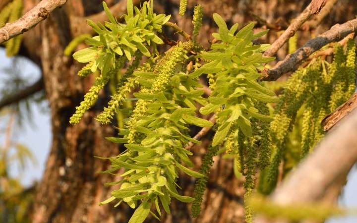 ข่าหด-ค่าหดผง-100-แคปซูล-กระชับมดลูก-แก้ปัญหา-มดลูกหย่อนยาน-engelhardtia-spicata-lechen-ex-blume