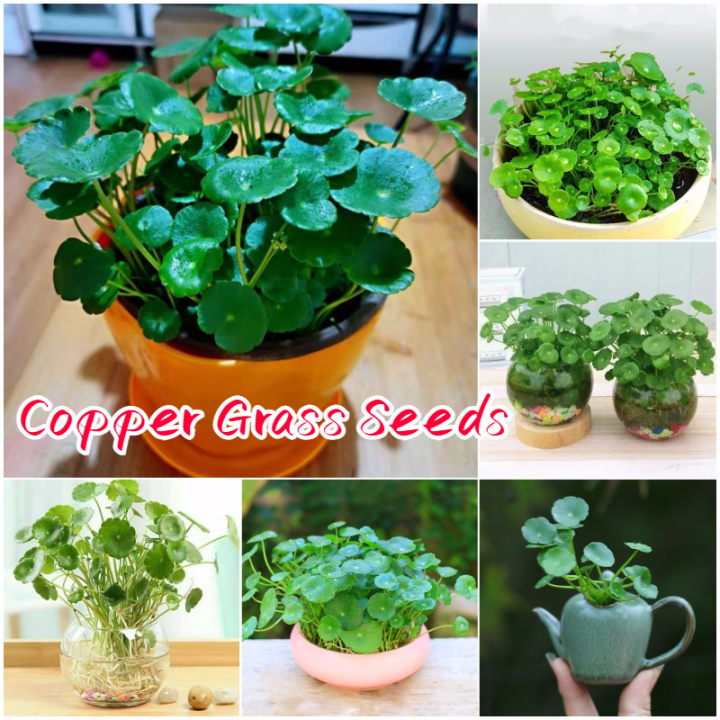 [100 Original Seed] Copper Grass Pilea Seeds Flower Seeds for Planting