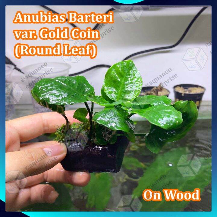 Low Tech Anubias Gold Coin Round Leaf Lp Aquatic Plant On Wood Lazada