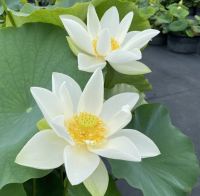 5 เมล็ด บัวนอก บัวนำเข้า บัวสายพันธุ์ Princess Kennedy of Ten Mile Creek LOTUS สีชมพู ขาว สวยงาม ปลูกในสภาพอากาศประเทศไทยได้ ขยายพันธุ์ง่าย เมล็ดสด