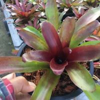 ? Mini Fire Ball สับปะรดสี#bromeliad# ต้นไม้สวยงาม# ไม้ประดับ# ตกแต่งสวน# ปลูกตกแต่งบ้าน# ไม้มงคล# ขายราคาถูก # ต้นไม้คุณภาพ#ต้นไม้ทนแล้ง ของมีพร้อมส่ง เก็บเงินปลายทาง ?