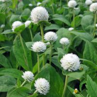 100 เมล็ด บานไม่รู้โรยสีขาว - White Gomphrena