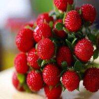 50 เมล็ด สตอร์เบอรี่ ใช้ทำแยม woodland strawberry, Alpine strawberry, European strawberry อัตราการงอกสูง 80-85%