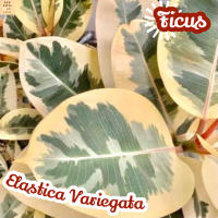 [ยางอินเดีย ด่าง] Ficus Elastica Variegata ส่งพร้อมกระถาง ไม้ใบ ไม้ดอก ไม้ประดับ ไม้ด่าง ไม้สวยๆ ใบใหญ่ ไม้ฟอกอากาศ ไม้เลี้ยงในร่ม ไม้ร่ม ไม้พุ่ม