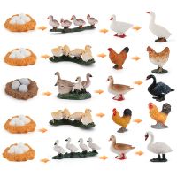 OozDec Rooster Duck Hen Simulation Small Animal Model Toy Growth Life Cycle Teaching Wholesale