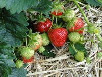 เมล็ดพันธุ์ Strawberry Seed สายพันธุ์ Ogallala 50 เมล็ด เมล็ดพันธุ์นำเข้าจาก ยุโรป