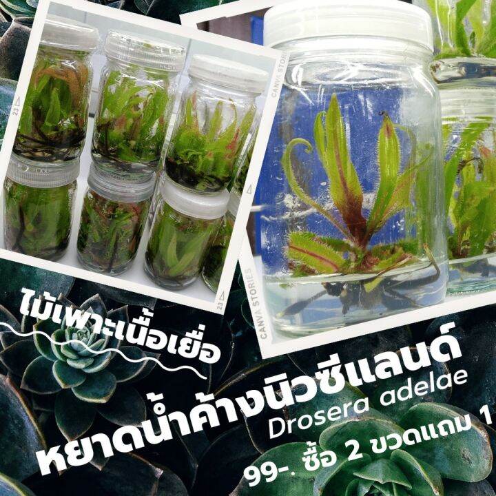 สุดคุ้ม-หยาดน้ำค้างชนิดออสเตรเลีย-drosera-adelae-ราคาถูก-พรรณ-ไม้-น้ำ-พรรณ-ไม้-ทุก-ชนิด-พรรณ-ไม้-น้ำ-สวยงาม-พรรณ-ไม้-มงคล