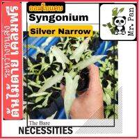 Nadthida Syngonium Silver Narrow เงินไหลมา ใบเเคบ ออมใบเเคบ Nadtida ต้นไม้ตายระหว่างขนส่ง เคลมฟรี